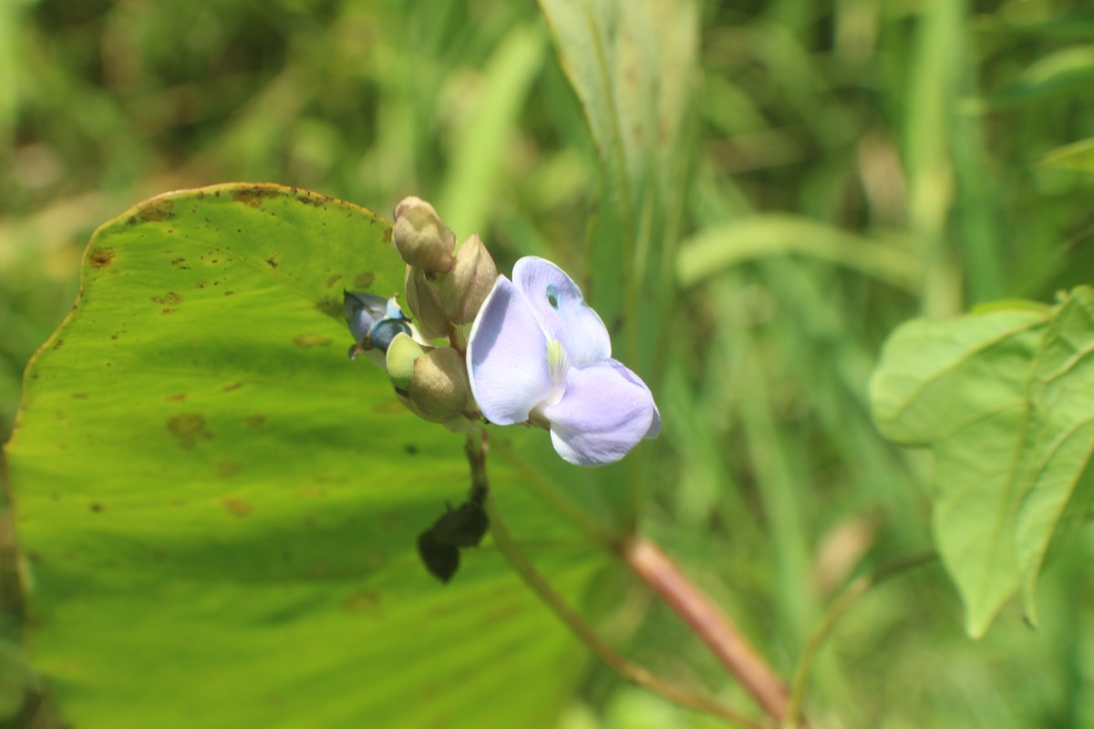 Psophocarpus scandens (Endl.) Verdc.